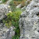 Crepis albida habit picture by Llandrich anna (cc-by-sa)