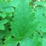 Actaea rubra leaf picture by Riley L (cc-by-sa)