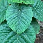 Clerodendrum japonicum leaf picture by Hubert LELACHE (cc-by-sa)