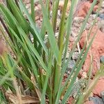 Pappophorum caespitosum leaf picture by Trap Hers (cc-by-sa)