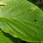 Piper crassinervium leaf picture by Nelson Zamora Villalobos (cc-by-nc)