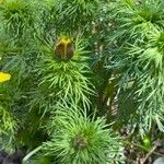 Adonis vernalis leaf picture by Jacques Zuber (cc-by-sa)