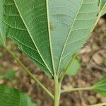 Alchornea glandulosa leaf picture by Thiago Flores Flores (cc-by-sa)