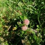 Trifolium tomentosum fruit picture by Jorge (cc-by-sa)