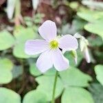 Oxalis linarantha flower picture by Trap Hers (cc-by-sa)