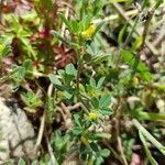 Medicago minima habit picture by Sylvain Gouttebroze (cc-by-sa)