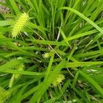 Carex hystericina leaf picture by Dave Gottschalk (cc-by-sa)