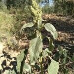 Amaranthus retroflexus habit picture by L M (cc-by-sa)