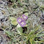 Primula scotica flower picture by Martin Bishop (cc-by-sa)