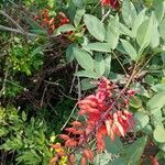 Erythrina crista-galli fruit picture by Michelle Valencia (cc-by-sa)