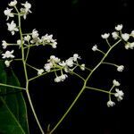 Damburneya umbrosa flower picture by Nelson Zamora Villalobos (cc-by-nc)