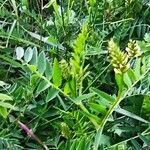 Astragalus cicer habit picture by Martin Lukac (cc-by-sa)