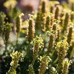 Plantago maritima habit picture by Aurélia et JChris Courte-Barbary (cc-by-sa)