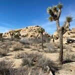 Yucca brevifolia leaf picture by linda brown (cc-by-sa)