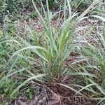 Sorghastrum nutans habit picture by Eli Small (cc-by-sa)