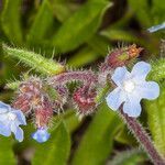 Anchusa crispa flower picture by Martin Bishop (cc-by-sa)