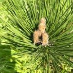 Pinus cembra flower picture by arnaud cafarelli (cc-by-sa)