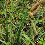 Carex acuta leaf picture by Sinasi Yildiz (cc-by-sa)