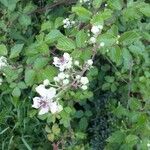 Rubus elegantispinosus flower picture by Martine Hirschelmann (cc-by-sa)