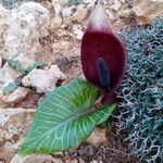 Arum pictum flower picture by moya xema (cc-by-sa)