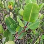 Laguncularia racemosa leaf picture by Flor Alex (cc-by-sa)