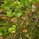 Carex muricata leaf picture by Martin Bishop (cc-by-sa)