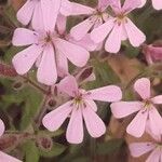 Saponaria ocymoides flower picture by Jacques Calan (cc-by-sa)