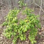 Ilex opaca habit picture by AJ B. (cc-by-sa)