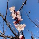 Prunus armeniaca flower picture by Sonia Bergamo (cc-by-sa)