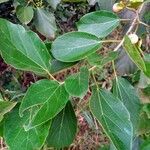 Cordia superba leaf picture by JP Corrêa Carvalho (cc-by-sa)