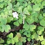 Oxalis linarantha habit picture by Trap Hers (cc-by-sa)