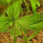 Pelargonium quinquelobatum leaf picture by susan brown (cc-by-sa)