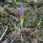 Crocus tommasinianus flower picture by Wolfram Pethe (cc-by-sa)