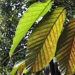 Dipterocarpus sublamellatus leaf picture by Pierre Bonnet (cc-by-sa)