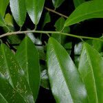 Laetia thamnia leaf picture by Nelson Zamora Villalobos (cc-by-nc)