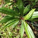 Ayapana triplinervis leaf picture by Isabelle robert (cc-by-sa)