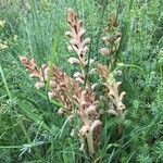 Orobanche alsatica leaf picture by Olivier Le Gall (cc-by-sa)