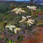 Grevillea exul habit picture by Richard Chesher (cc-by-sa)