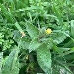 Nonea lutea leaf picture by Arch Stanton (cc-by-sa)