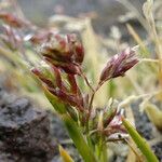 Poa pauciflora flower picture by Fabien Anthelme (cc-by-sa)