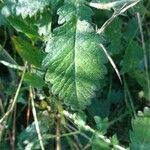 Agrimonia eupatoria leaf picture by Bernard Pruin (cc-by-sa)