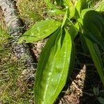 Gentiana punctata leaf picture by Jean-François Roggo (cc-by-sa)