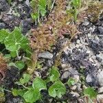 Petasites paradoxus leaf picture by charline leleux (cc-by-sa)