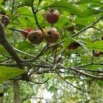 Crataegus punctata fruit picture by tech mech (cc-by-sa)