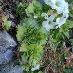 Saxifraga pedemontana leaf picture by Claudio Lombardo (cc-by-sa)