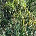 Cyperus giganteus habit picture by Trap Hers (cc-by-sa)