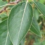 Populus simonii leaf picture by Uta Groger (cc-by-sa)