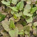 Rumex sanguineus leaf picture by dale west (cc-by-sa)