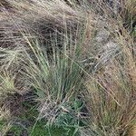 Festuca asplundii habit picture by Fabien Anthelme (cc-by-sa)