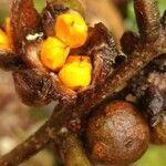 Monimia rotundifolia fruit picture by Schnittler Martin (cc-by-sa)